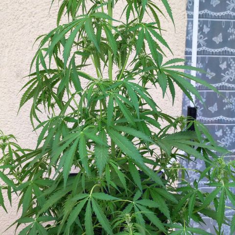 Critical Auto XXL #2 growlog photo: J+51
