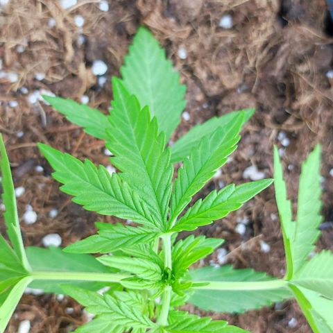 Mimosa orange punch Auto growlog photo: J+22