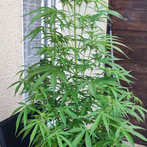 Critical Auto XXL #2 growlog photo: J+52