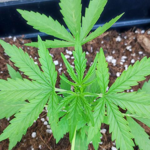 Mimosa orange punch Auto growlog photo: J+23