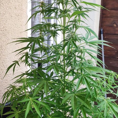Critical Auto XXL #2 growlog photo: J+54