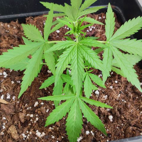 Mimosa orange punch Auto growlog photo: J+25