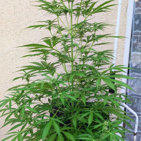 Critical Auto XXL #2 growlog photo: J+55