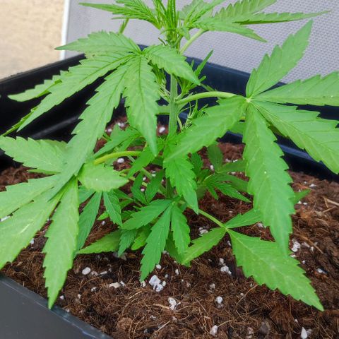 Mimosa orange punch Auto growlog photo: J+26