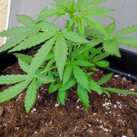 Mimosa orange punch Auto growlog photo: J+27