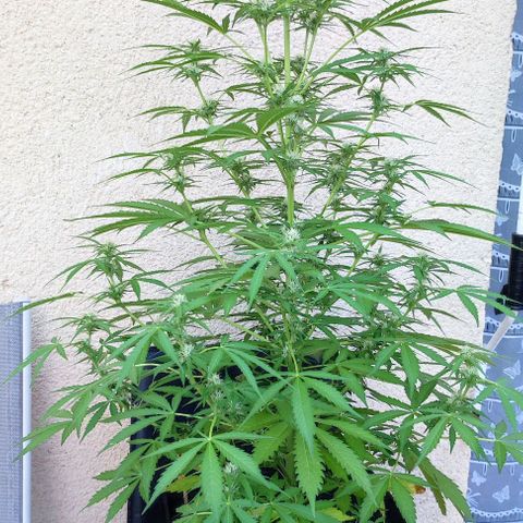 Critical Auto XXL #2 growlog photo: J+57