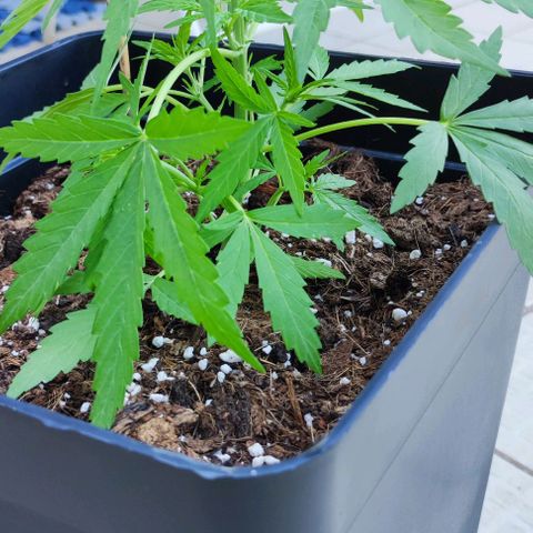 Mimosa orange punch Auto growlog photo: J+28