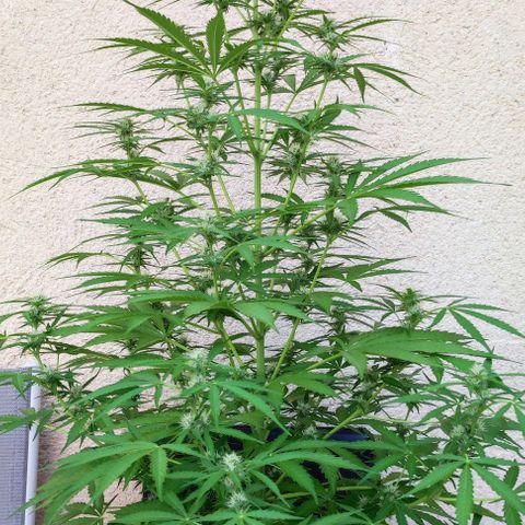 Critical Auto XXL #2 growlog photo: J+58