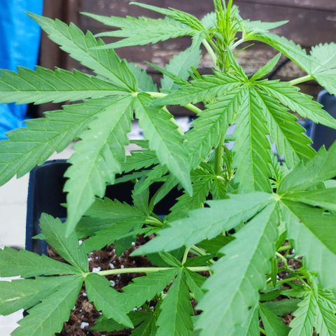 Mimosa orange punch Auto growlog photo: J+29