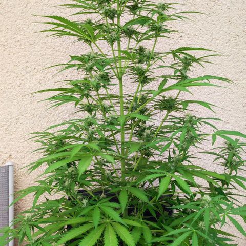 Critical Auto XXL #2 growlog photo: J+59