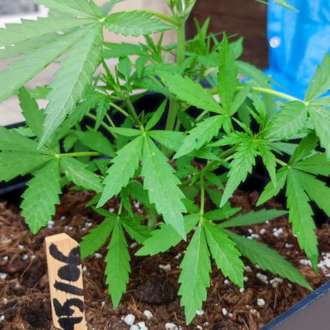 Mimosa orange punch Auto growlog photo: J+30