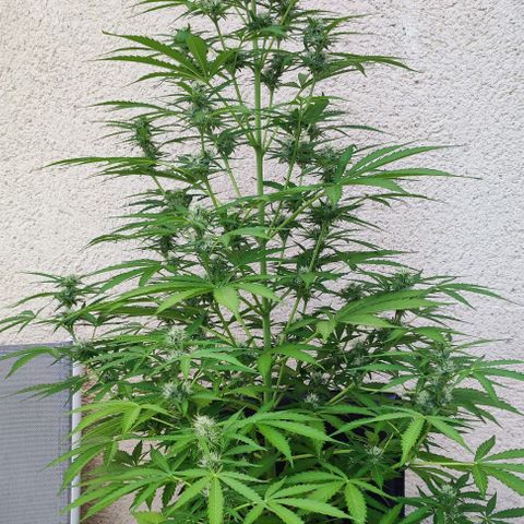 Critical Auto XXL #2 growlog photo: J+60