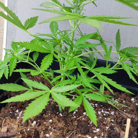Mimosa orange punch Auto growlog photo: J+31