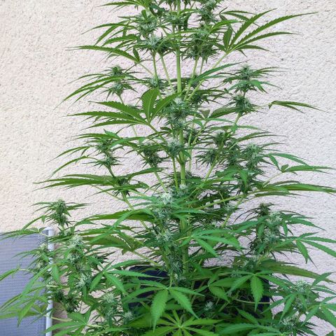 Critical Auto XXL #2 growlog photo: J+61