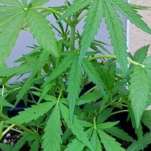 Mimosa orange punch Auto growlog photo: J+32