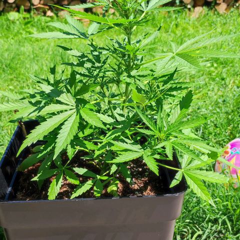 Mimosa orange punch Auto growlog photo: J+35