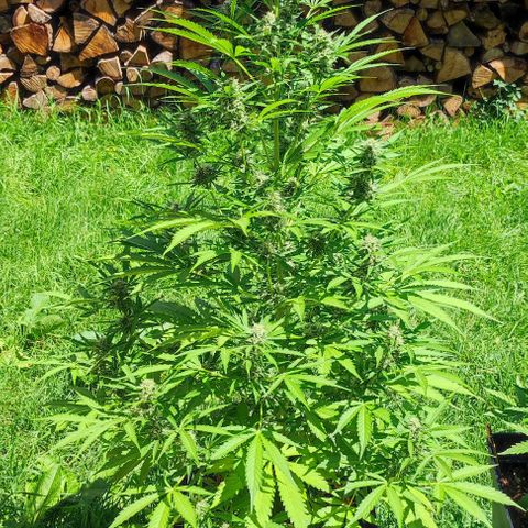 Critical Auto XXL #2 growlog photo: J+64