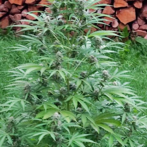 Critical Auto XXL #2 growlog photo: J+65