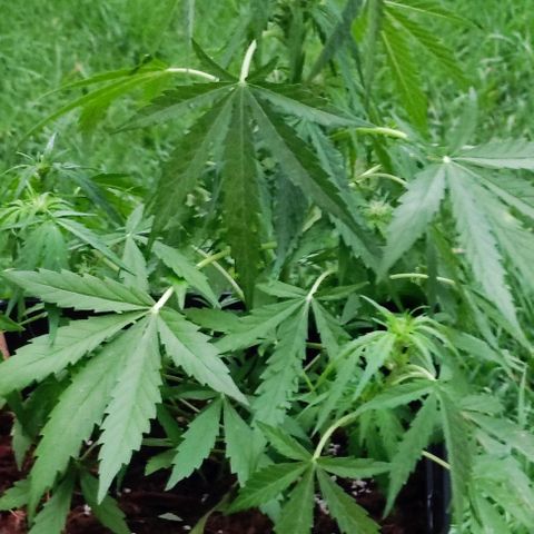 Mimosa orange punch Auto growlog photo: J+36