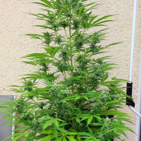 Critical Auto XXL #2 growlog photo: J+67