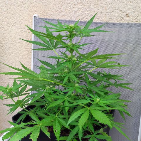 Mimosa orange punch Auto growlog photo: J+38