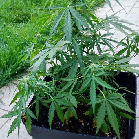 Mimosa orange punch Auto growlog photo: J+40
