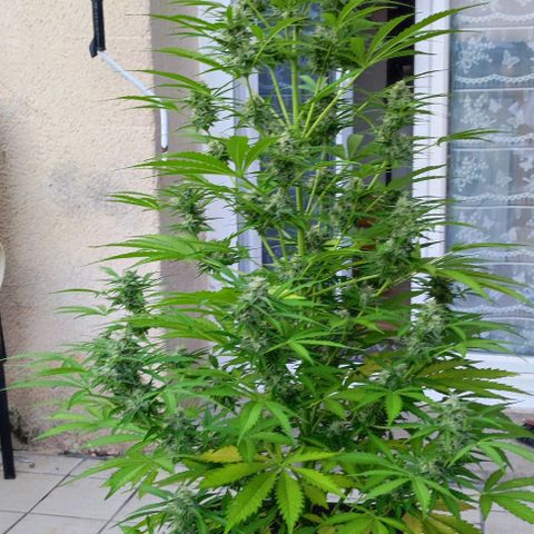 Critical Auto XXL #2 growlog photo: J+69