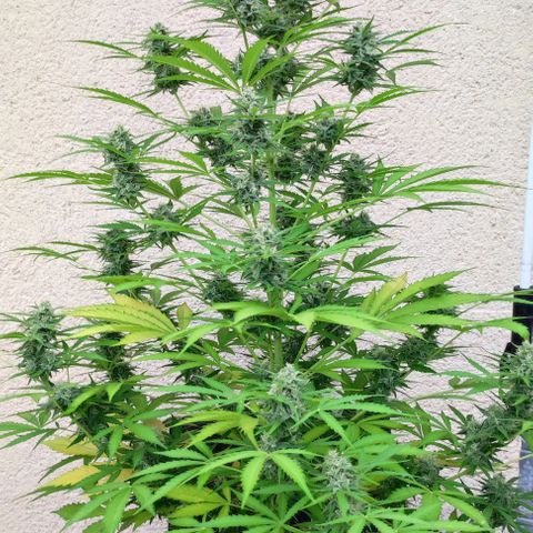 Critical Auto XXL #2 growlog photo: J+71