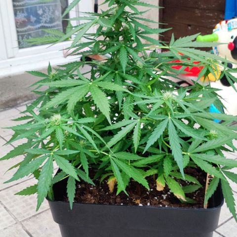 Mimosa orange punch Auto growlog photo: J+42
