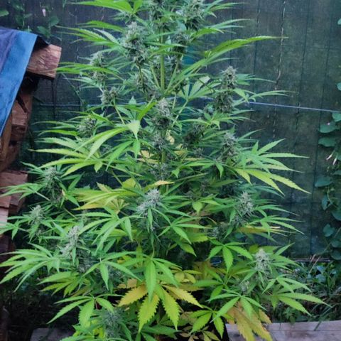 Critical Auto XXL #2 growlog photo: J+72