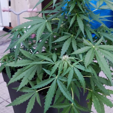 Mimosa orange punch Auto growlog photo: J+43
