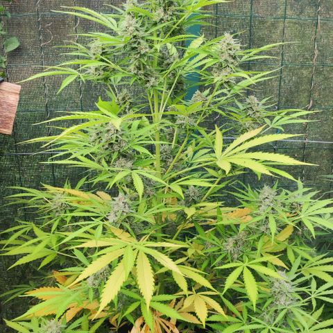 Critical Auto XXL #2 growlog photo: J+75