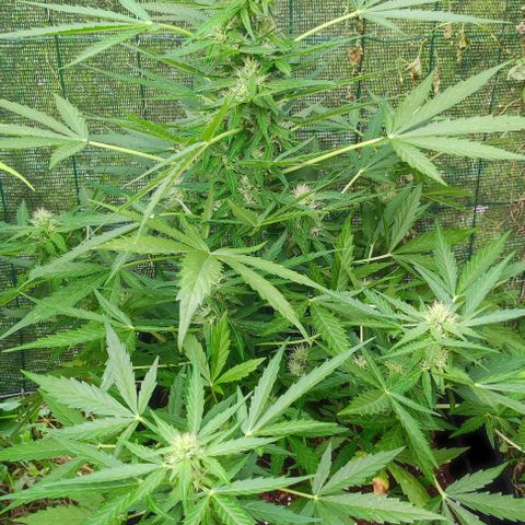 Mimosa orange punch Auto growlog photo: J+46
