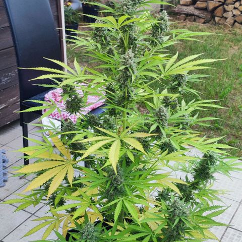 Critical Auto XXL #2 growlog photo: J+78