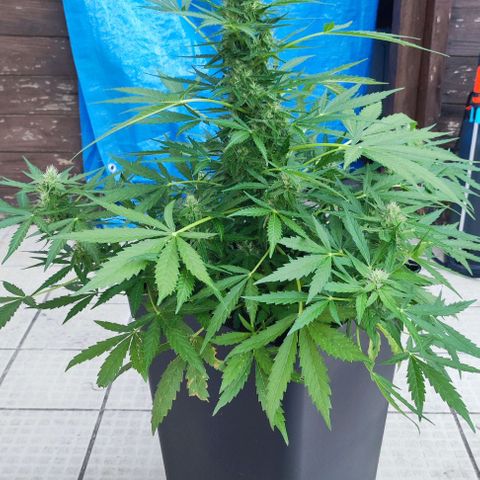 Mimosa orange punch Auto growlog photo: J+49