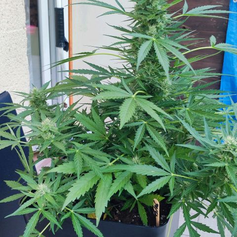 Mimosa orange punch Auto growlog photo: J+51