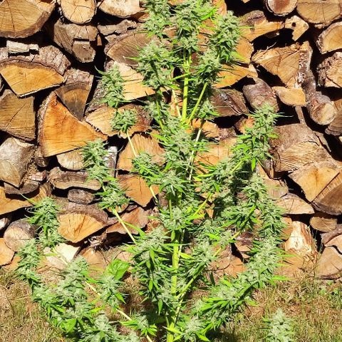 Critical Auto XXL #2 growlog photo: J+79