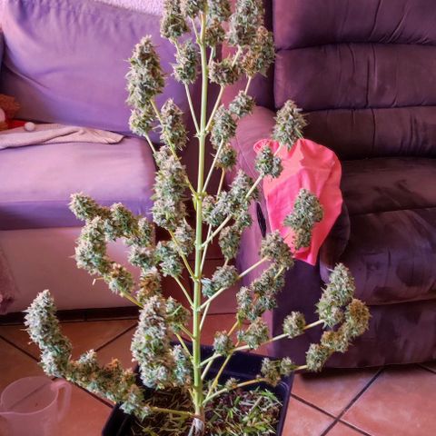 Critical Auto XXL #2 growlog photo: J+79