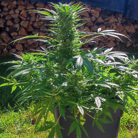 Mimosa orange punch Auto growlog photo: J+55