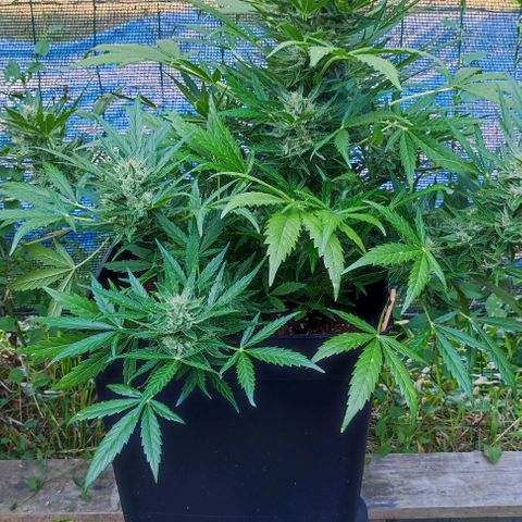 Mimosa orange punch Auto growlog photo: J+57