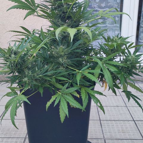 Mimosa orange punch Auto growlog photo: J+58