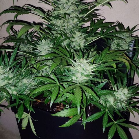 Mimosa orange punch Auto growlog photo: J+60