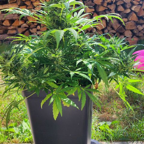 Mimosa orange punch Auto growlog photo: J+62