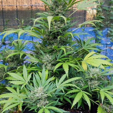 Mimosa orange punch Auto growlog photo: J+67