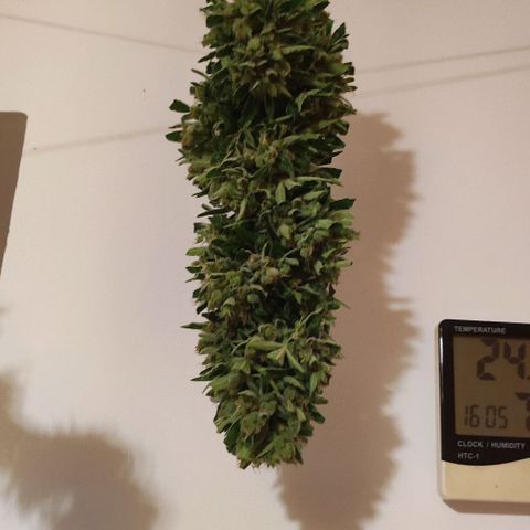 Mimosa orange punch Auto growlog photo: Mise à sécher. Poid plus lourd que les deux autres.