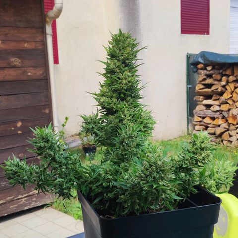 Mimosa orange punch Auto growlog photo: Mise à sécher. Poid plus lourd que les deux autres.
