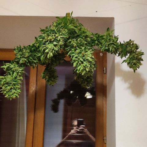 Mimosa orange punch Auto growlog photo: Mise à sécher. Poid plus lourd que les deux autres.