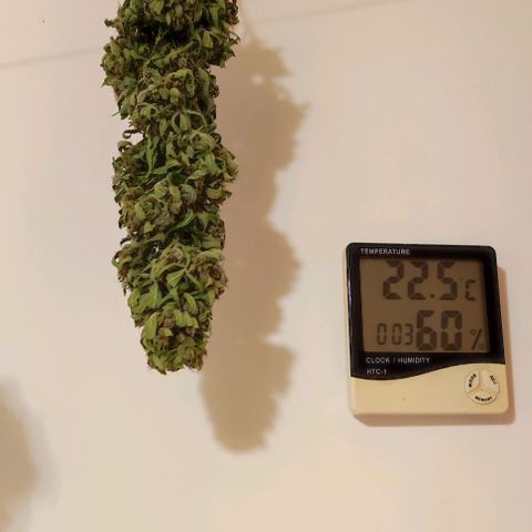 Mimosa orange punch Auto growlog timeline photo