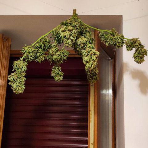 Mimosa orange punch Auto growlog timeline photo