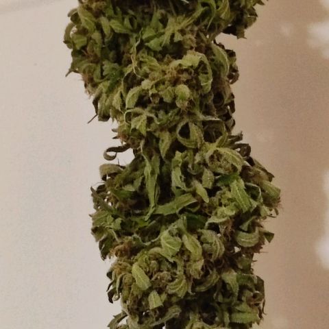 Mimosa orange punch Auto growlog photo: J+6 séchage